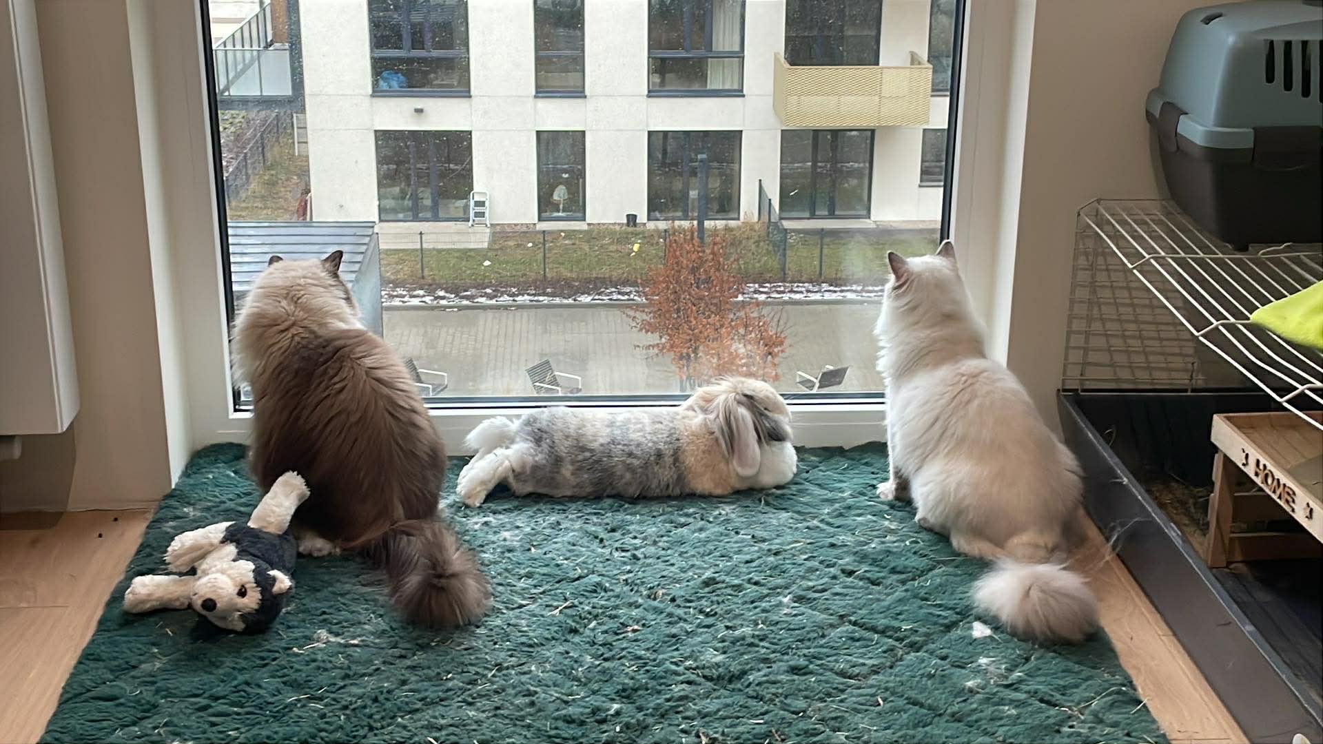 Zdjęcie ogłoszenia